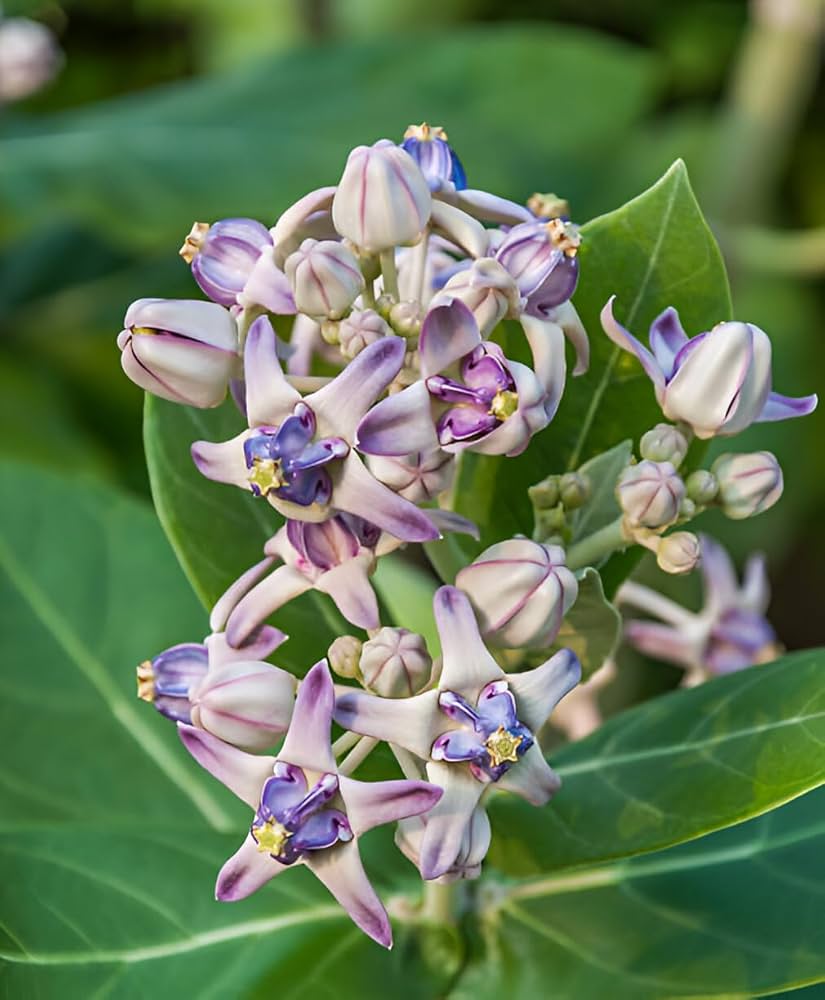 Ornamental Purple Calotropis shrub for gardens