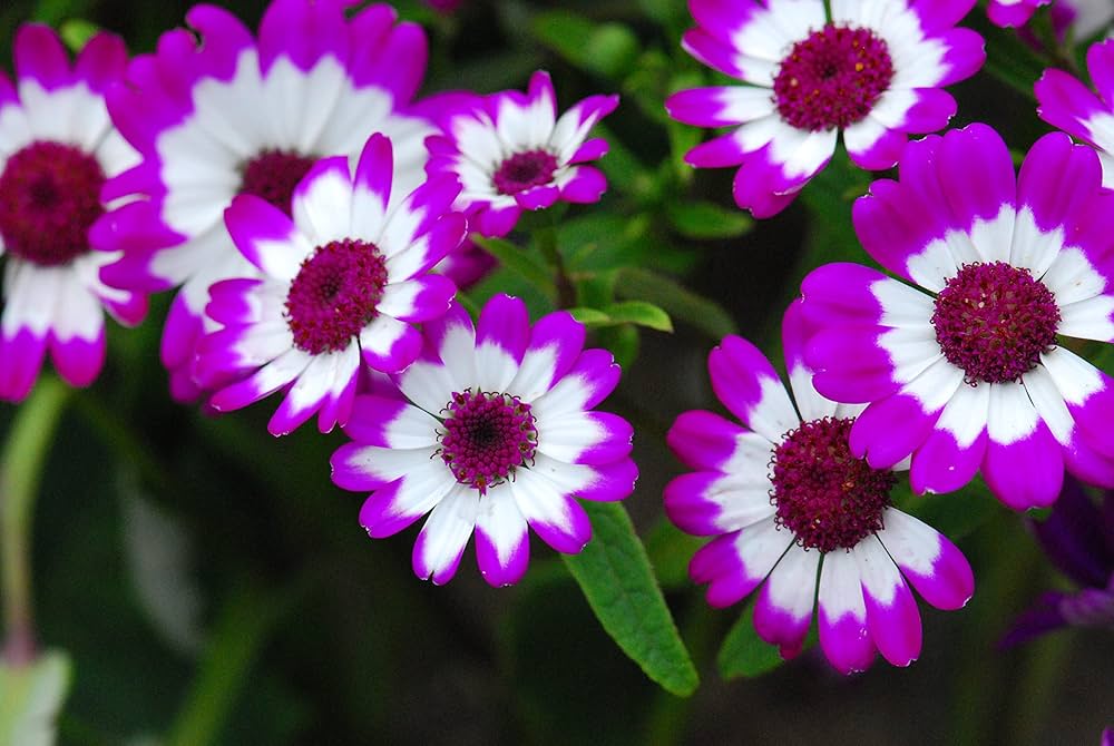 Non-GMO Cineraria seeds