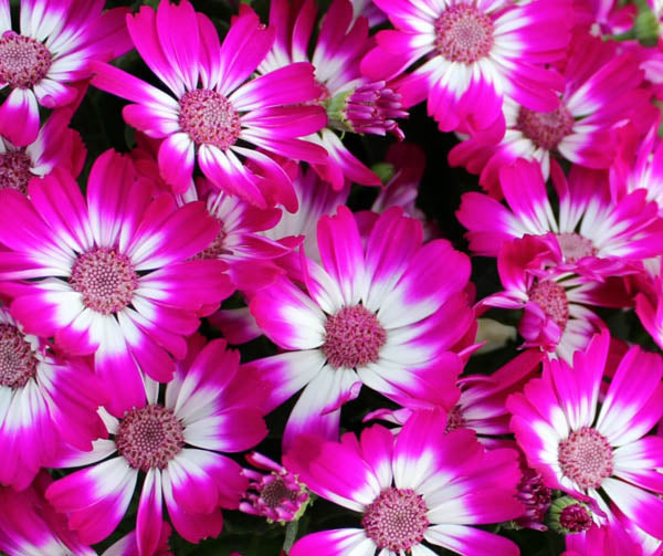 Ornamental purple Cineraria flowering plant