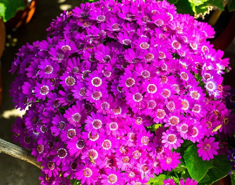 Purple Cineraria flower seeds for planting