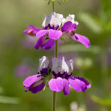 Lush foliage of Purple Heterophylla plant