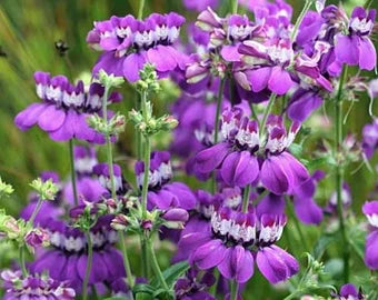 Ornamental Purple Heterophylla plant