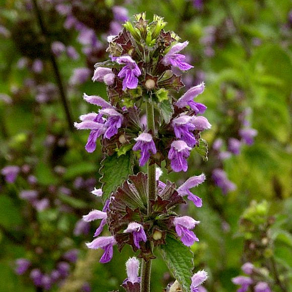 Ornamental Purple Horehound seeds for gardens