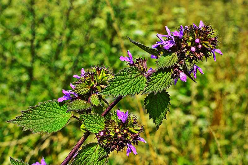 Purple Horehound attracting pollinators