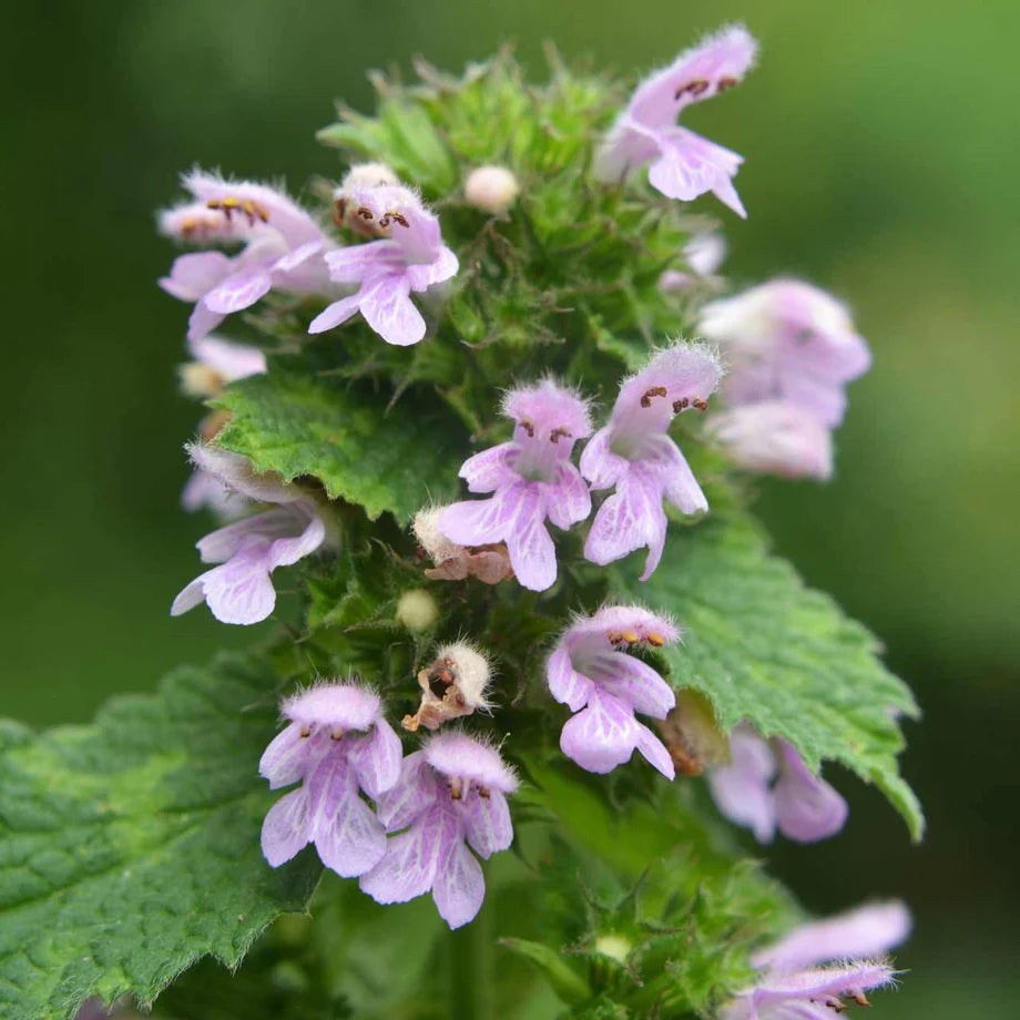 Purple Horehound seeds for planting