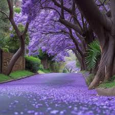 Vibrant Purple Jacaranda Seeds For Planting Flower