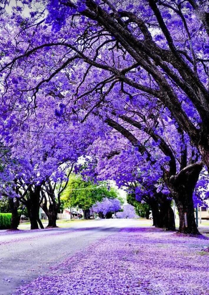 Purple Jacaranda tree seeds for planting