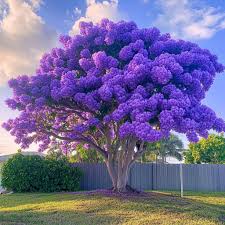 Young Jacaranda tree growing outdoors
