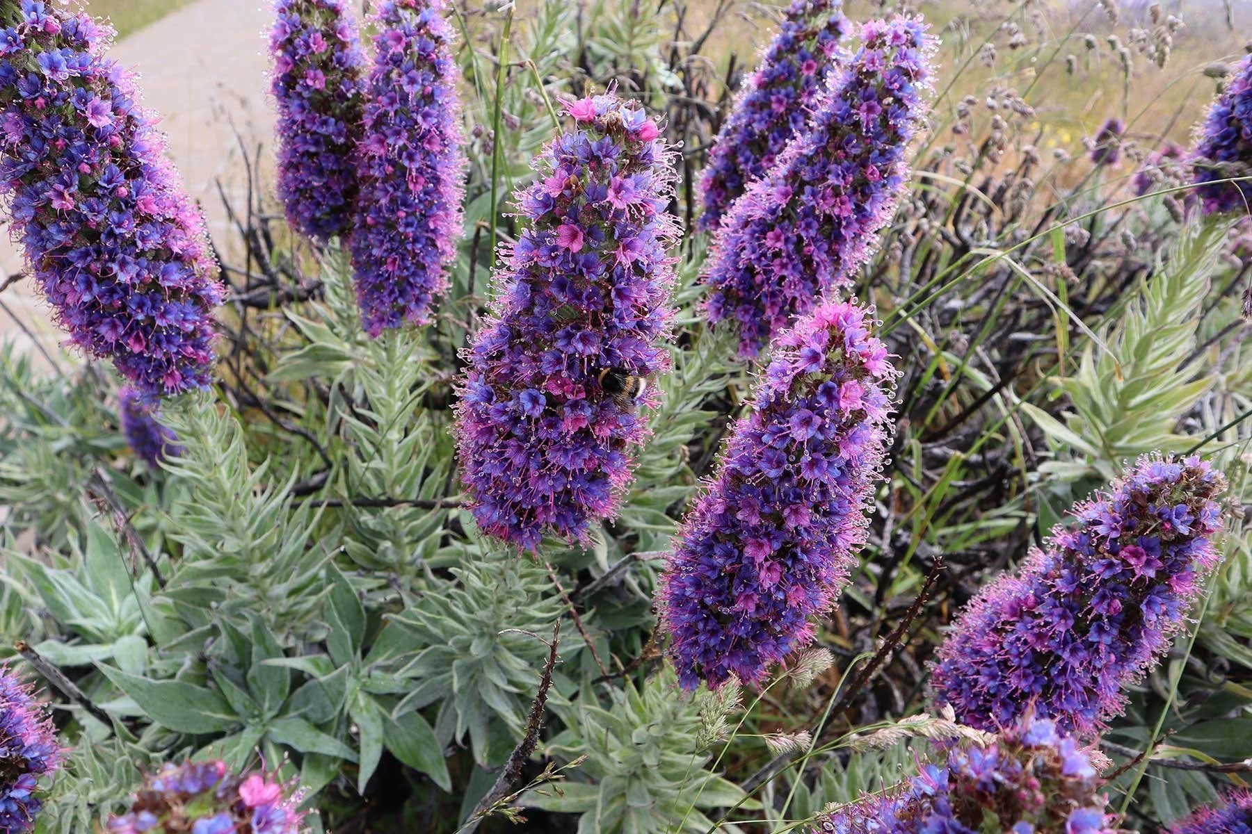 Non GMO Purple Madeira flower seeds