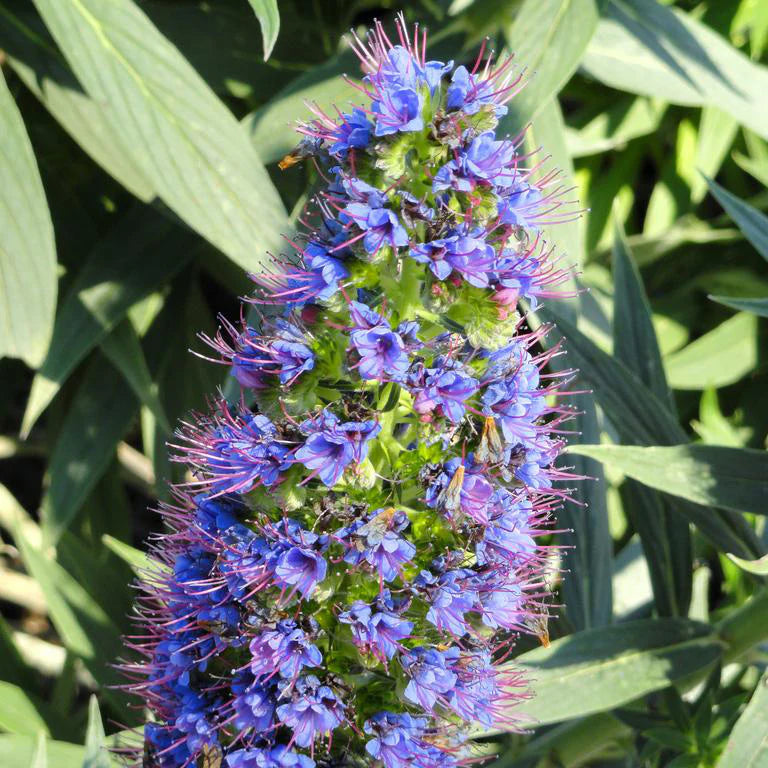 Ornamental Purple Madeira seeds for gardens