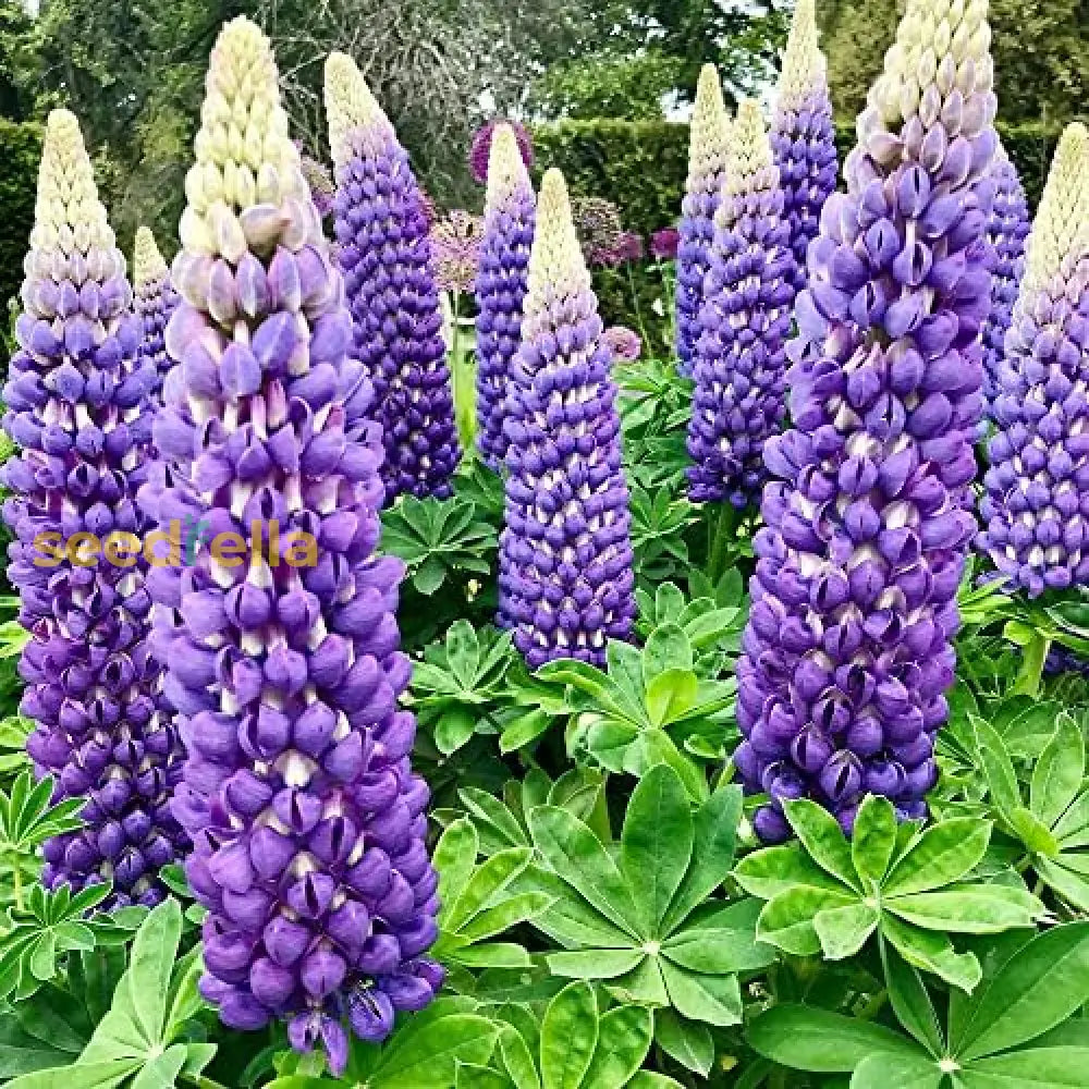 Purple Madeira Flower seeds for planting