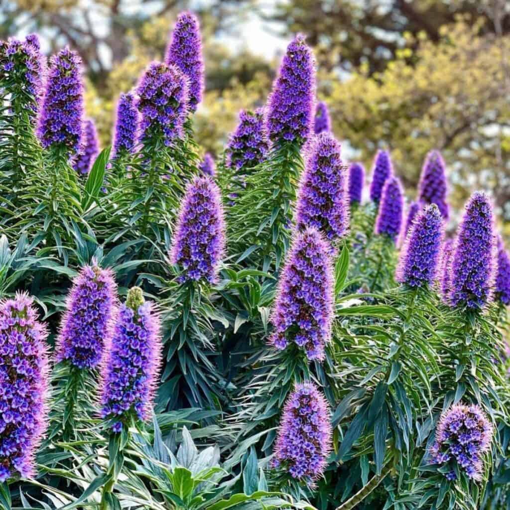 Vibrant Purple Madeira flower blooms