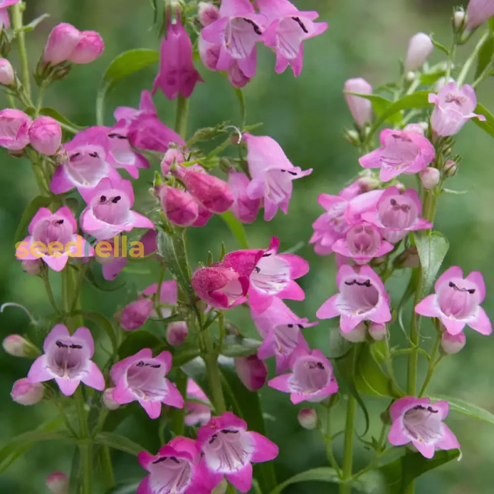 Non GMO Purple Mexicali Penstemon seeds