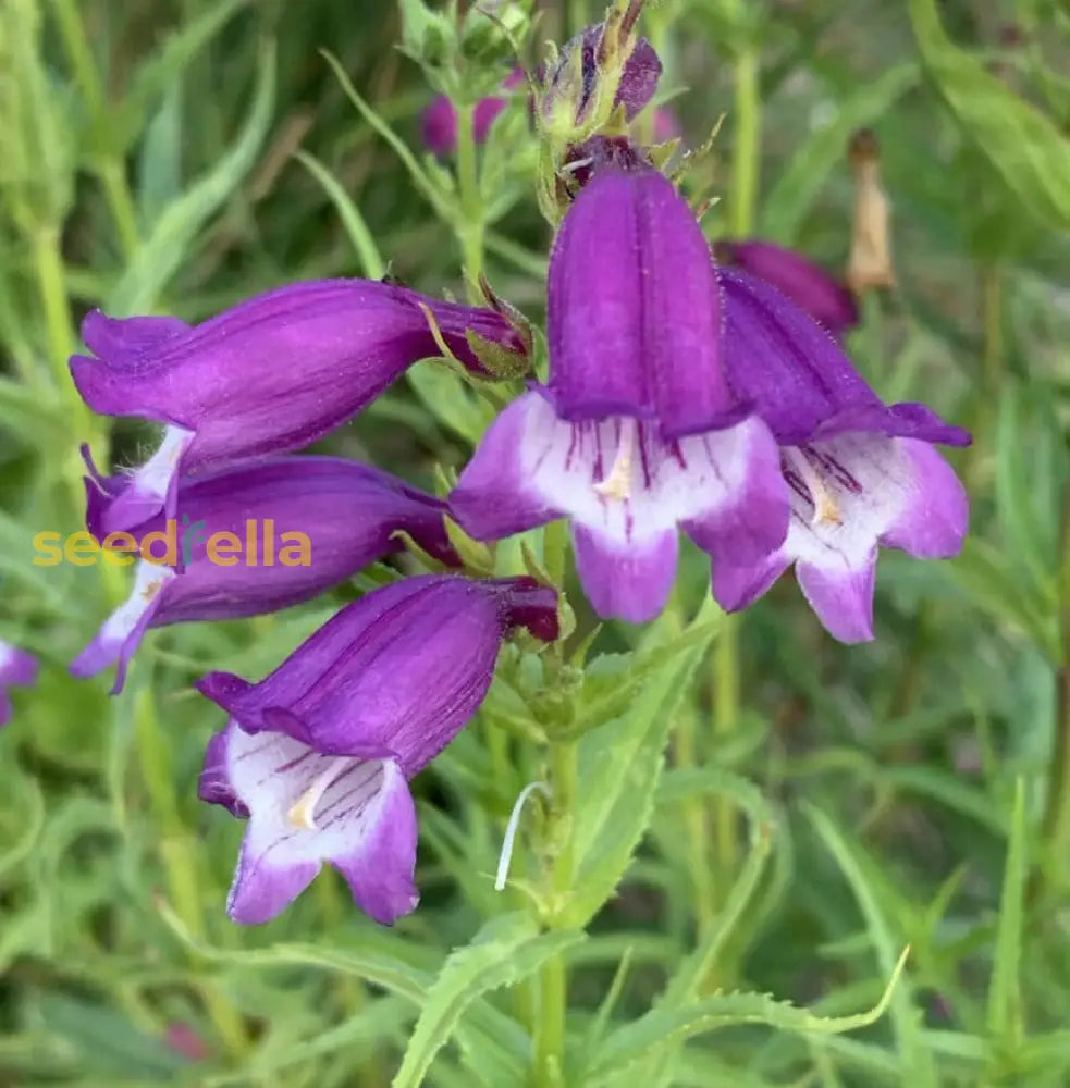 Ornamental Purple Mexicali Penstemon plant