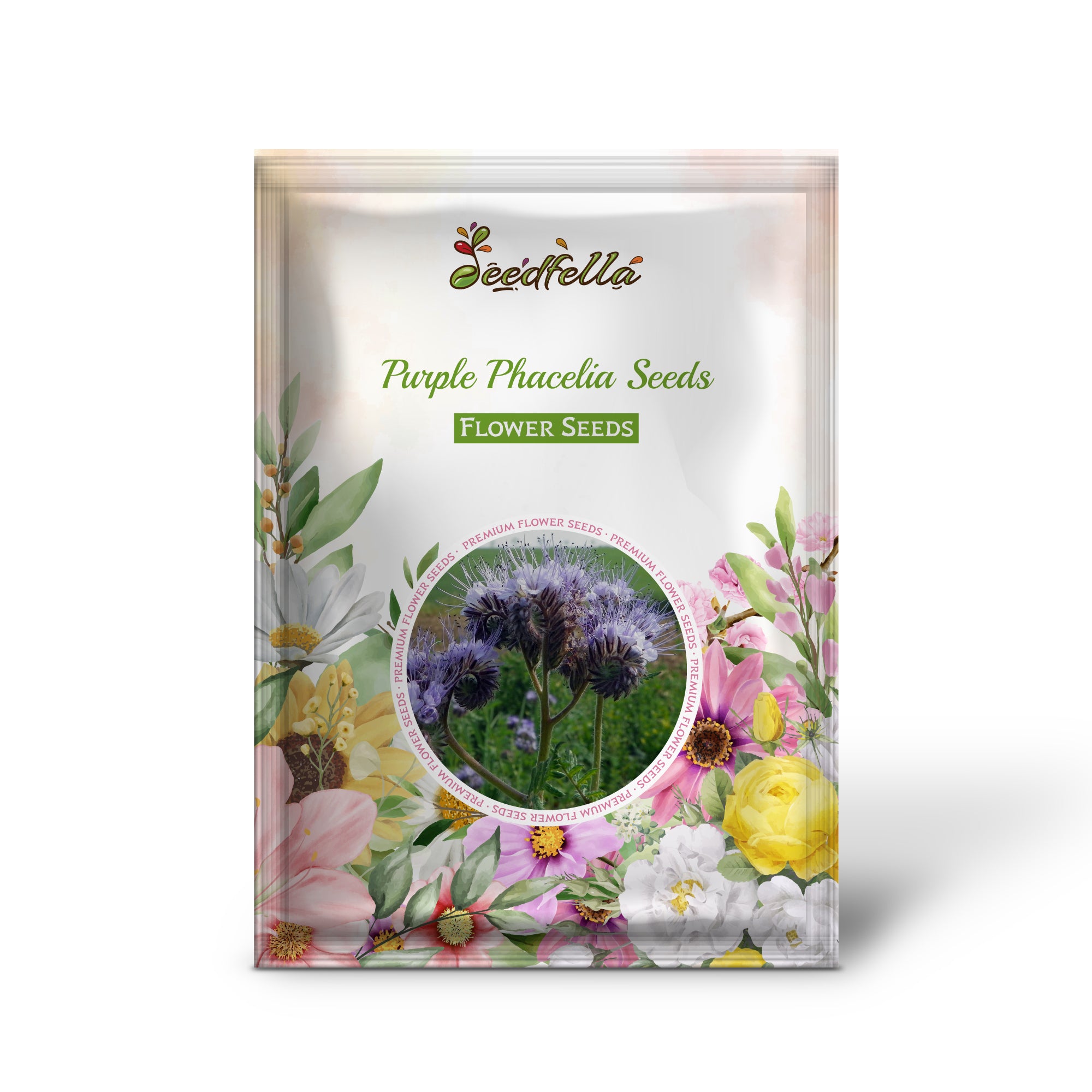 Purple Phacelia flowers blooming in garden