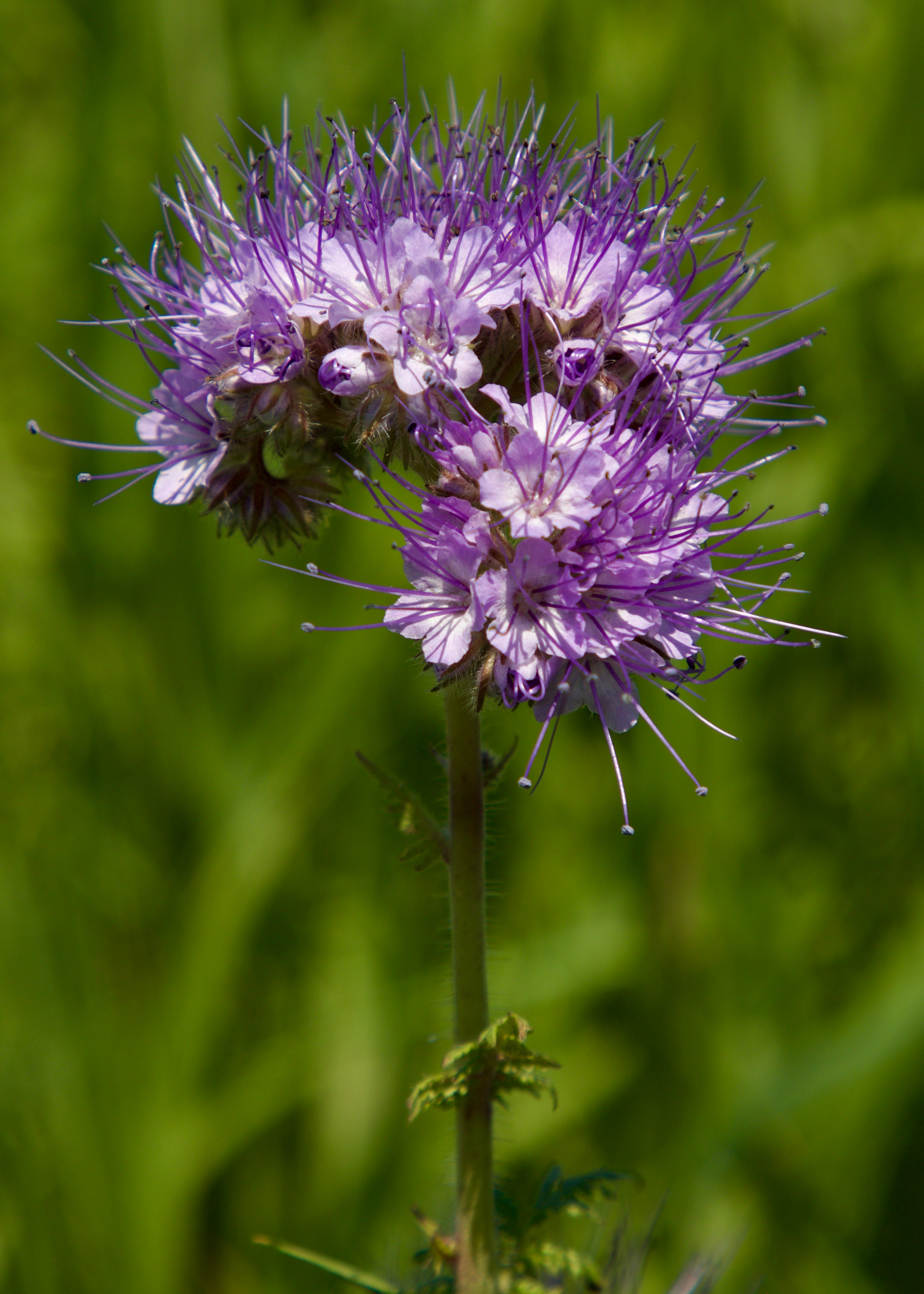 High germination Purple Phacelia seeds