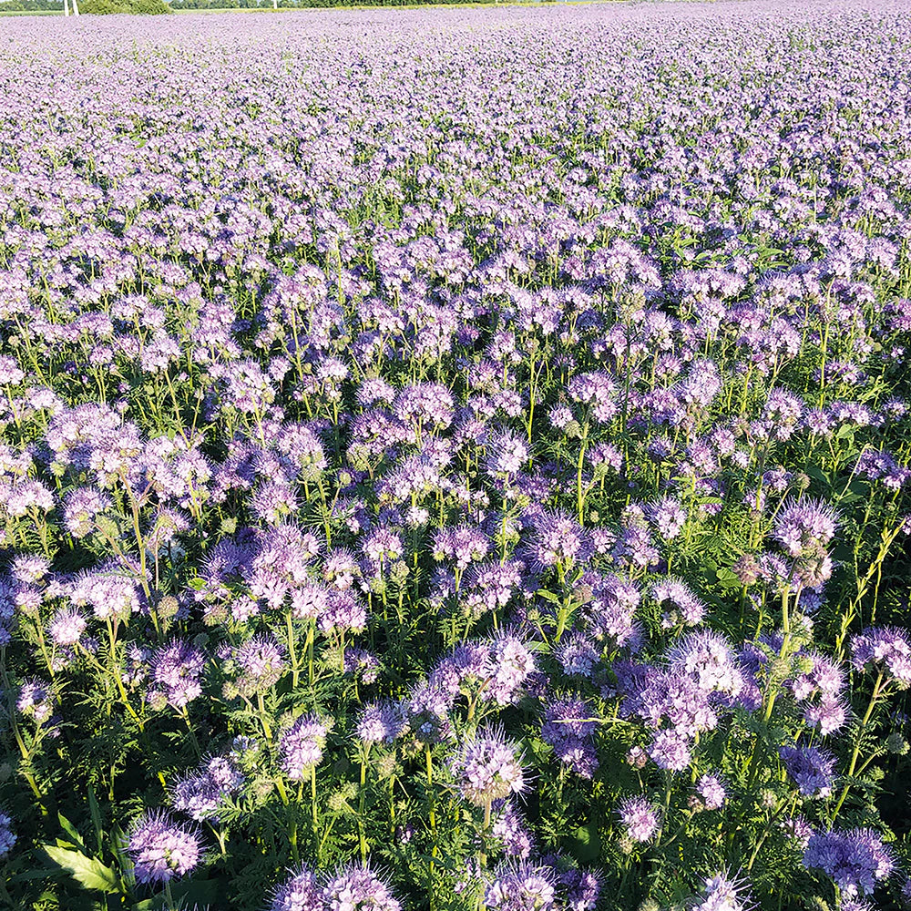Non-GMO Purple Phacelia seeds