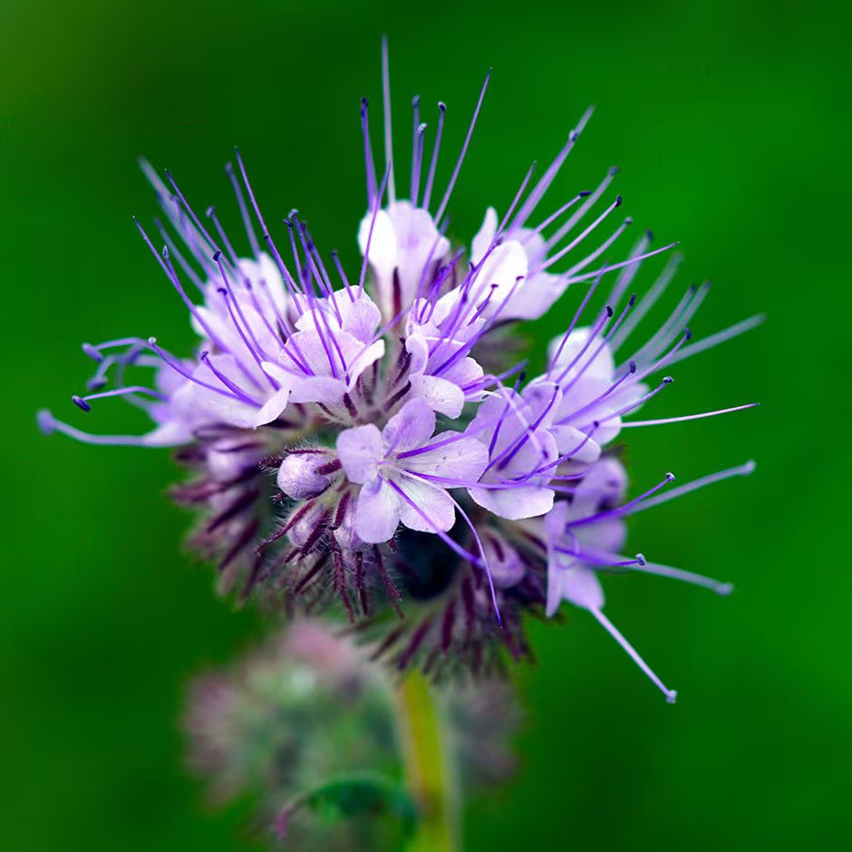 Ornamental Purple Phacelia flowering plant