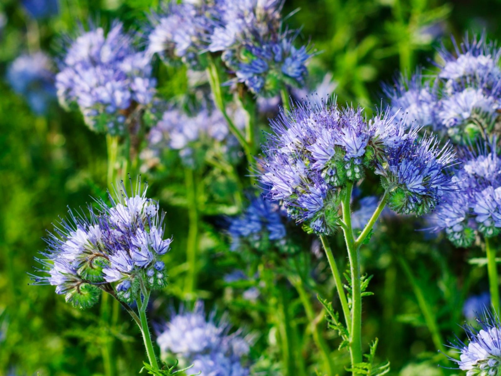 Bees visiting Purple Phacelia blooms