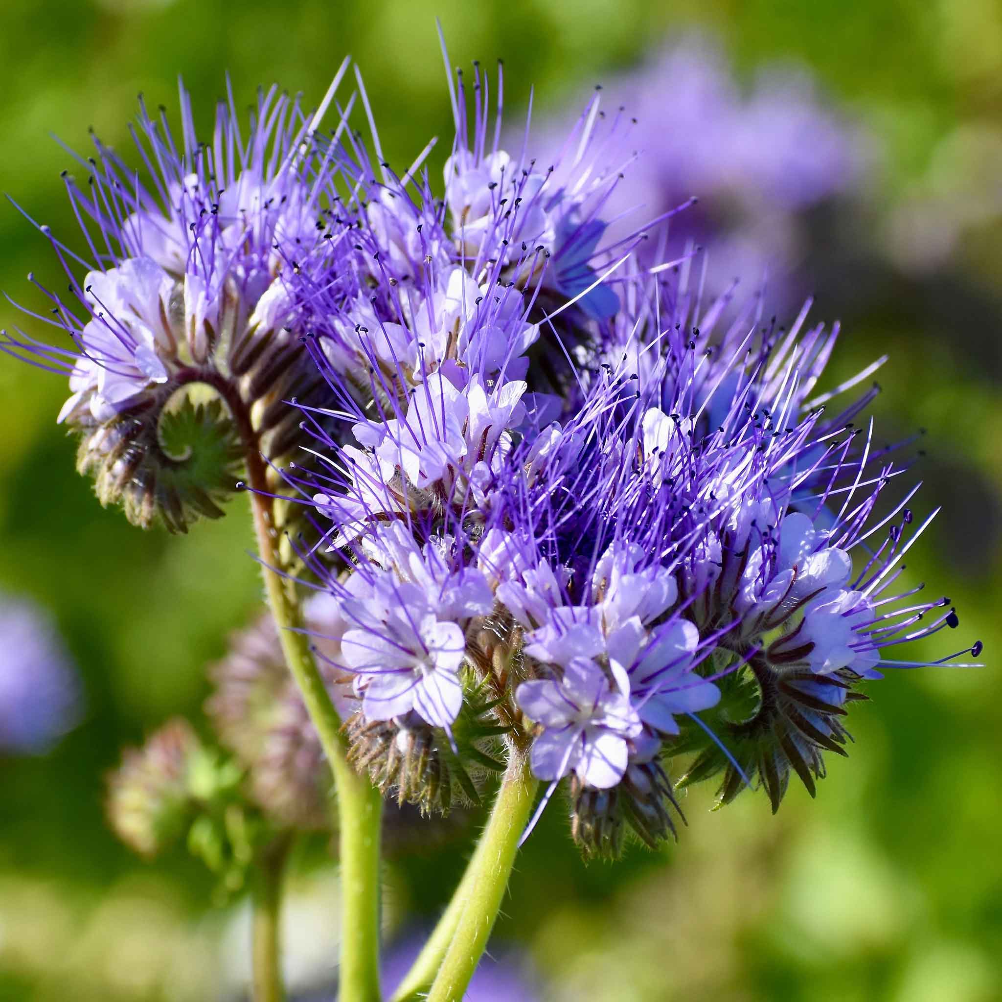 Purple Phacelia flower seeds for planting