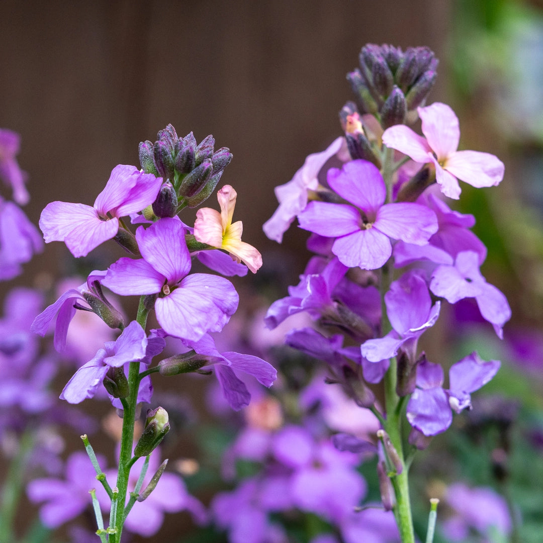 Fine foliage of Purple Pink Linifolium plant
