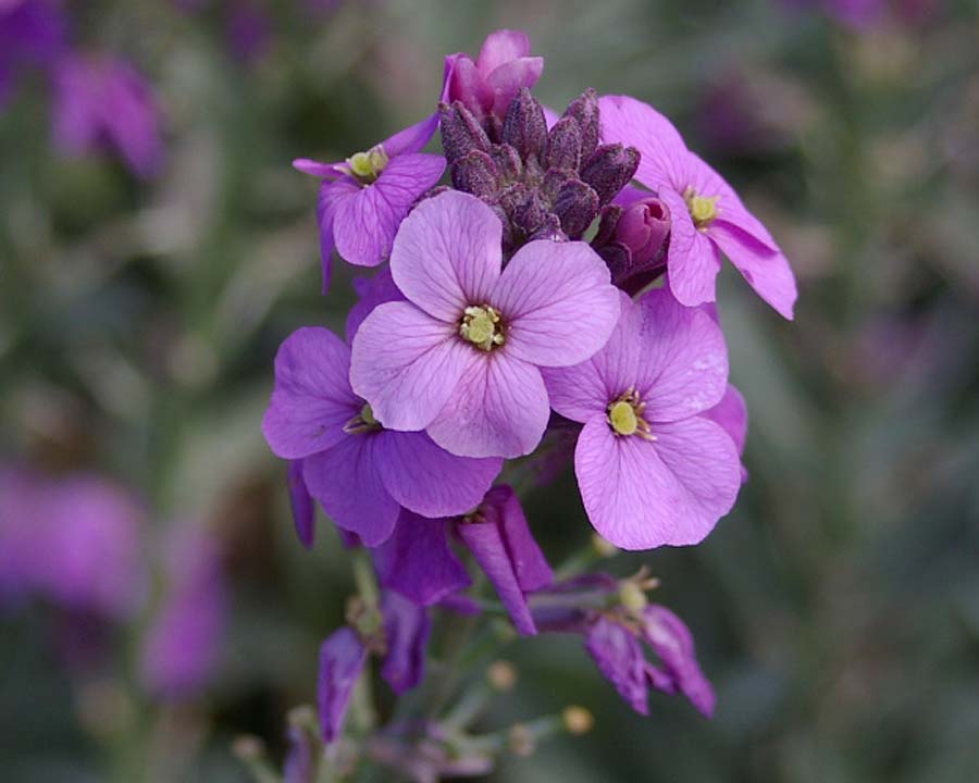 Non-GMO Linifolium seeds