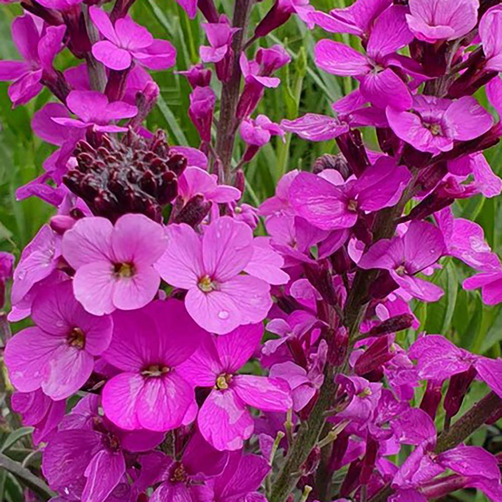 Ornamental Linifolium plant with purple-pink blooms