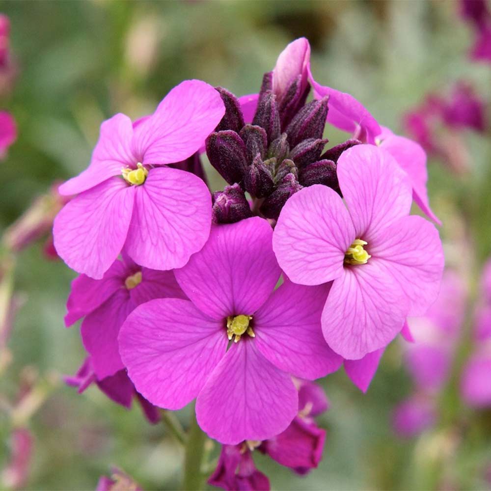 Purple pink Linifolium flower seeds for planting