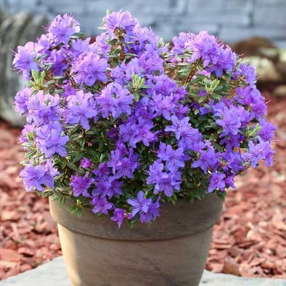 Non-GMO Rhododendron seeds