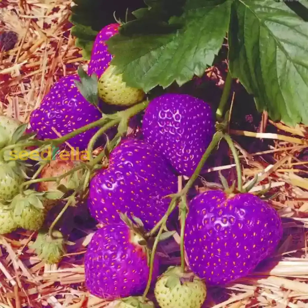 Purple Strawberry Fruit Seeds for planting and growing colorful strawberries.