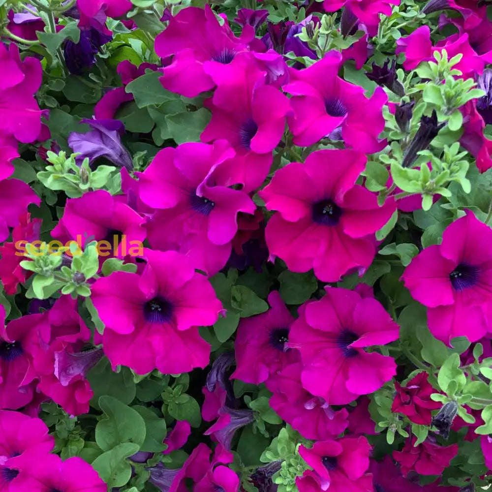 Ornamental Purple Surfinia seeds for gardens