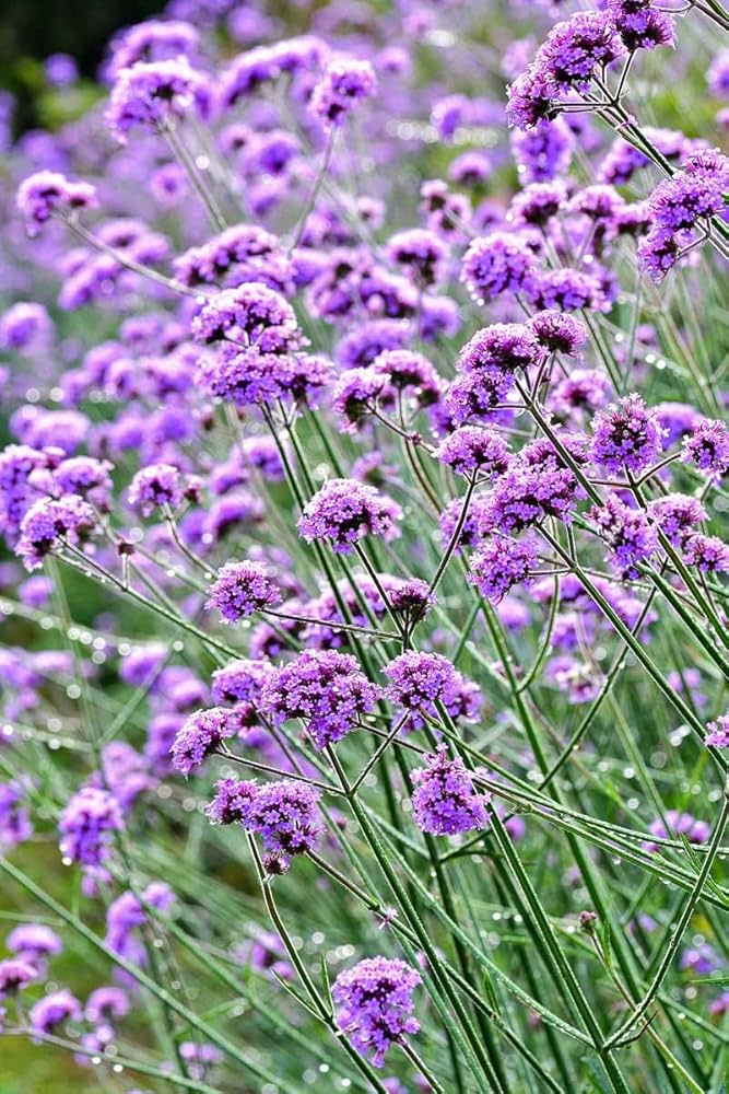Non-GMO Purple Verbena seeds