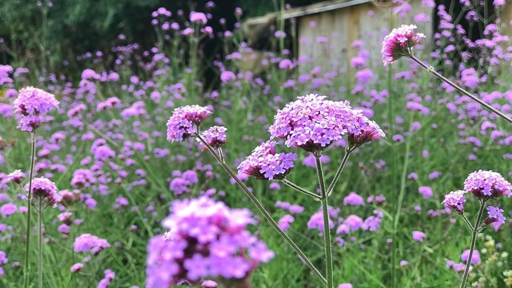 Purple Verbena flower seeds for planting