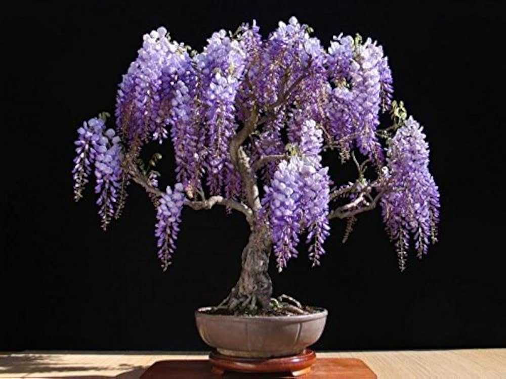 Non GMO Purple Wisteria seeds