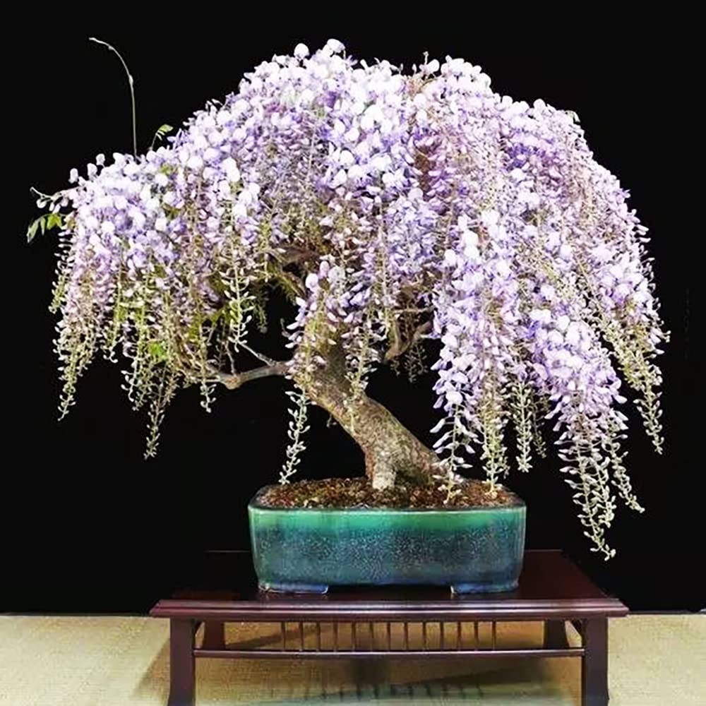 Purple Wisteria growing on pergola