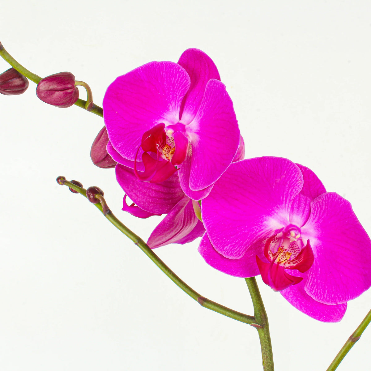 Pink (Pink Phalaenopsis) seeds for planting in home garden