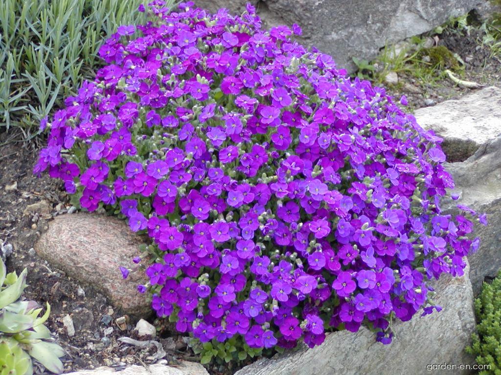 purple-aubrieta-ground-cover-seeds