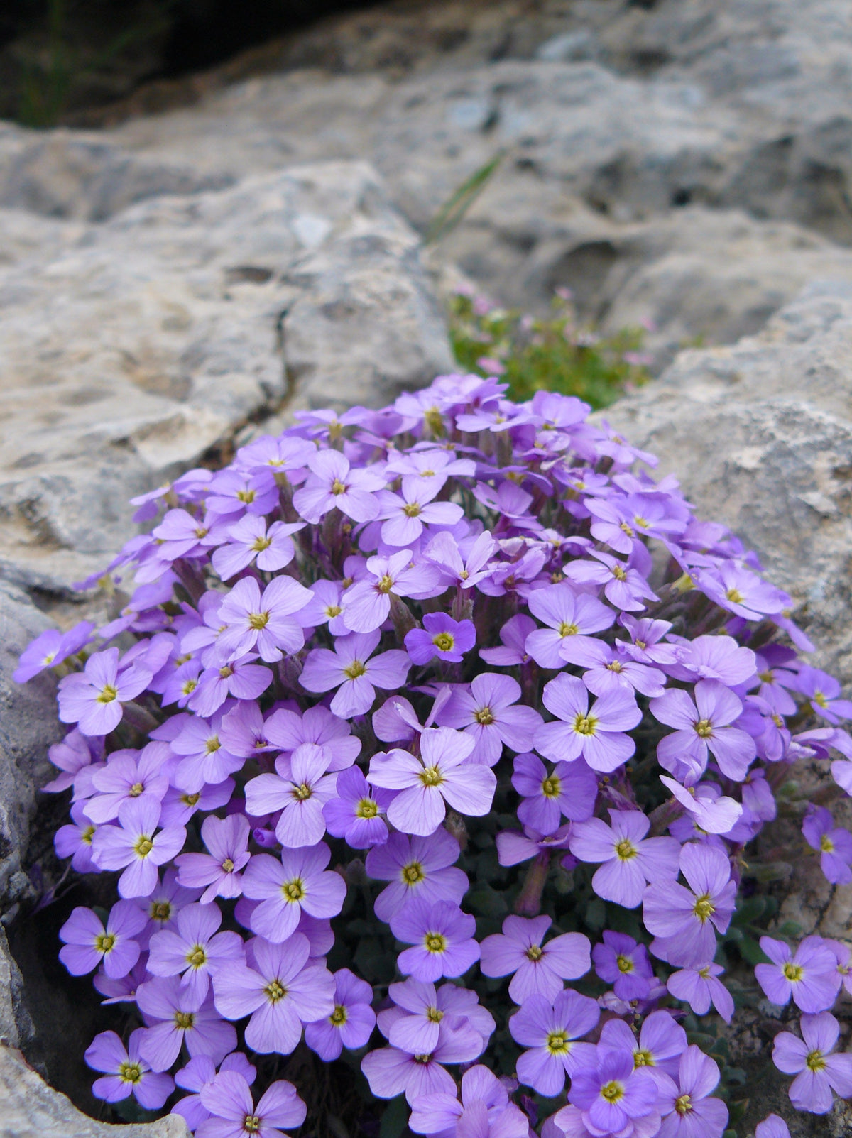 Aubrieta (Aubrieta Flower) seeds for planting in home garden
