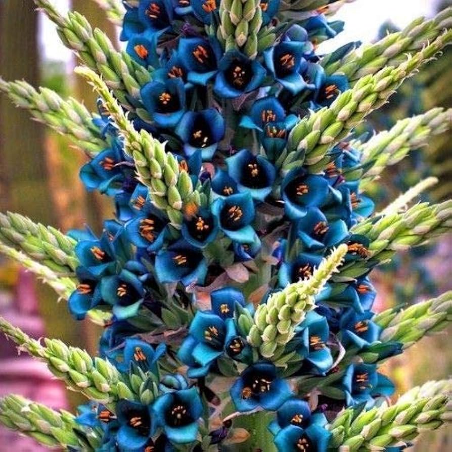 Blue Puya Alpestris flowering seeds for gardens