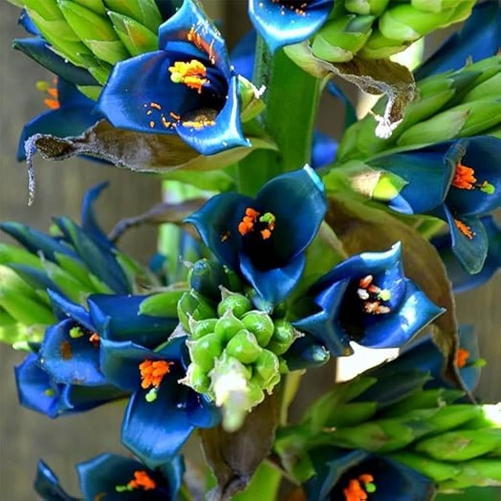 Non GMO Puya Alpestris seeds