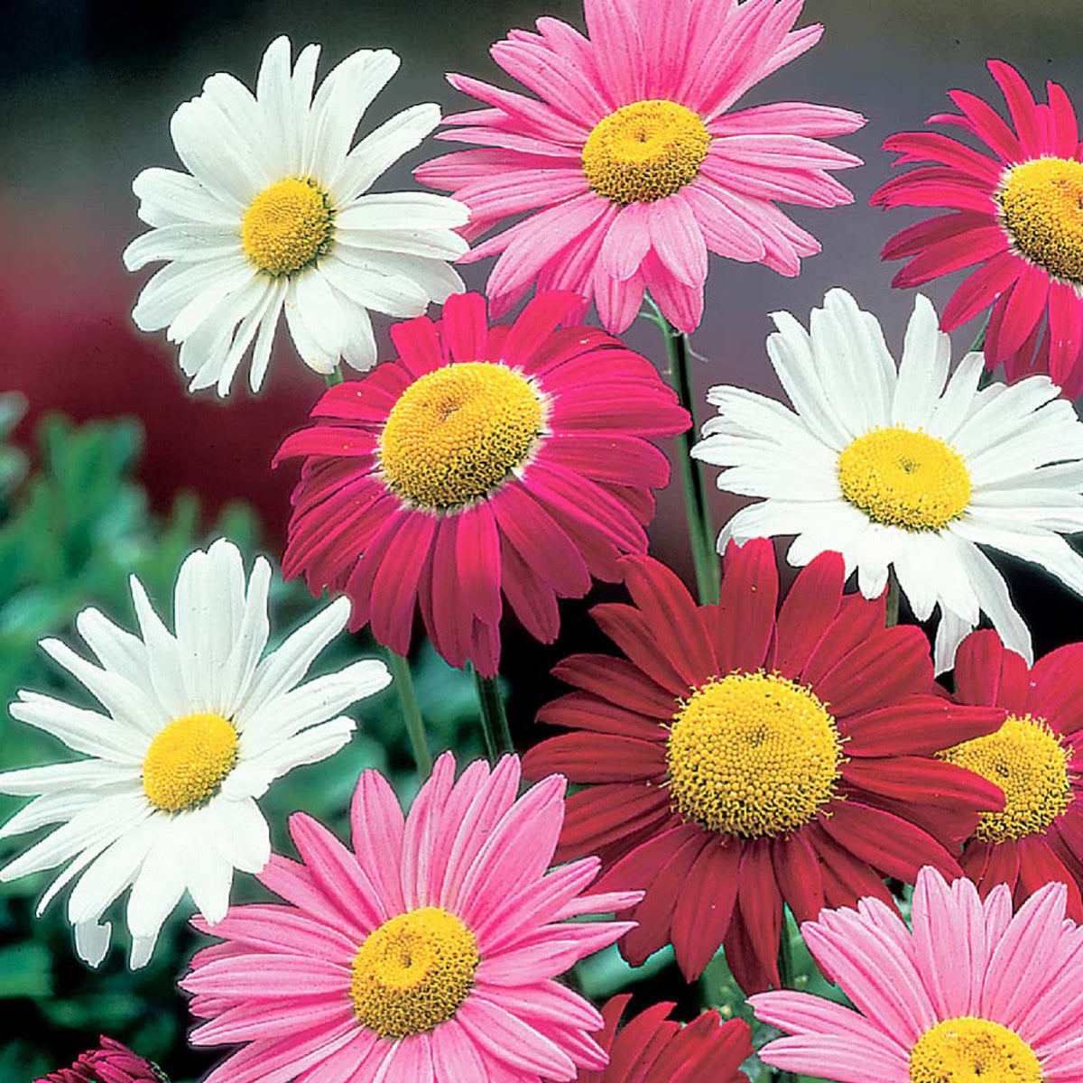 Pyrethrum Flower seeds for Planting Cottage Garden Essential Heirloom & GMO Free Seeds for Home Garden 
 
 Sale seeds for home garden planting