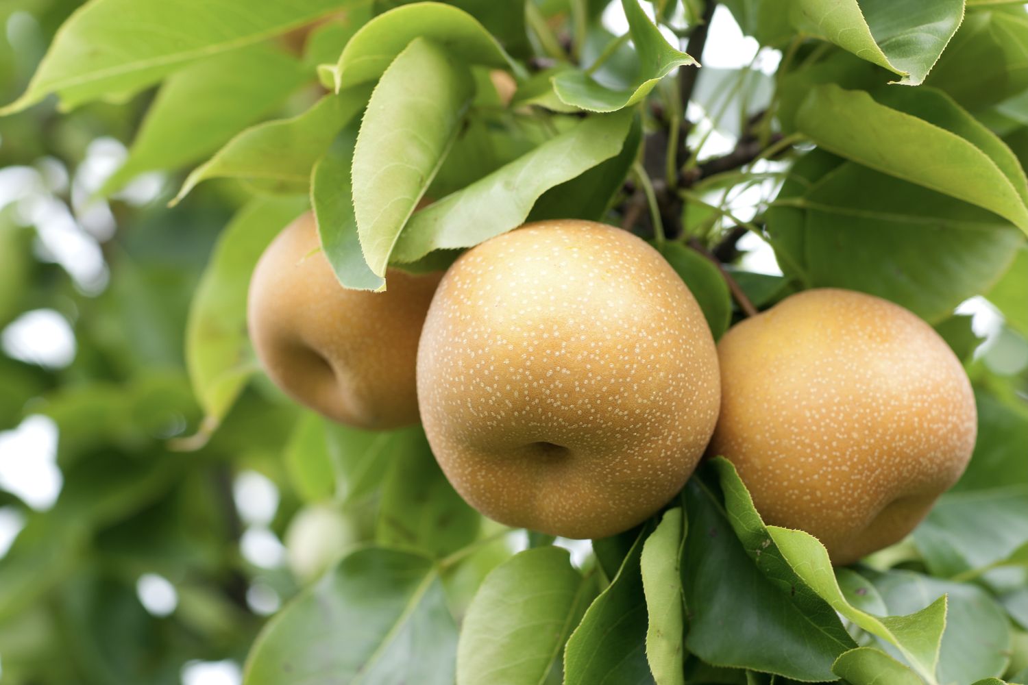 Asian pear tree seeds showing white blossoms on spring branches