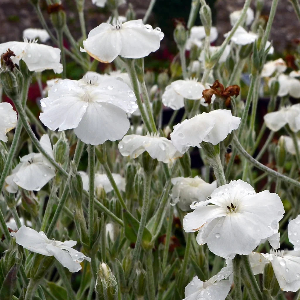 White Alba Lychnis Flower seeds for Planting Pollinator Friendly Heirloom & GMO Free Seeds for Home Garden
 
 Sale seeds for home garden planting