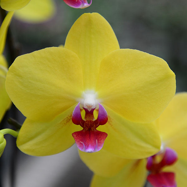 Yellow Pink Phalaenopsis Orchid Flower seeds for Planting Shade Tolerant Heirloom & GMO Free Seeds for Home Garden 
 
 Sale seeds for home garden planting
