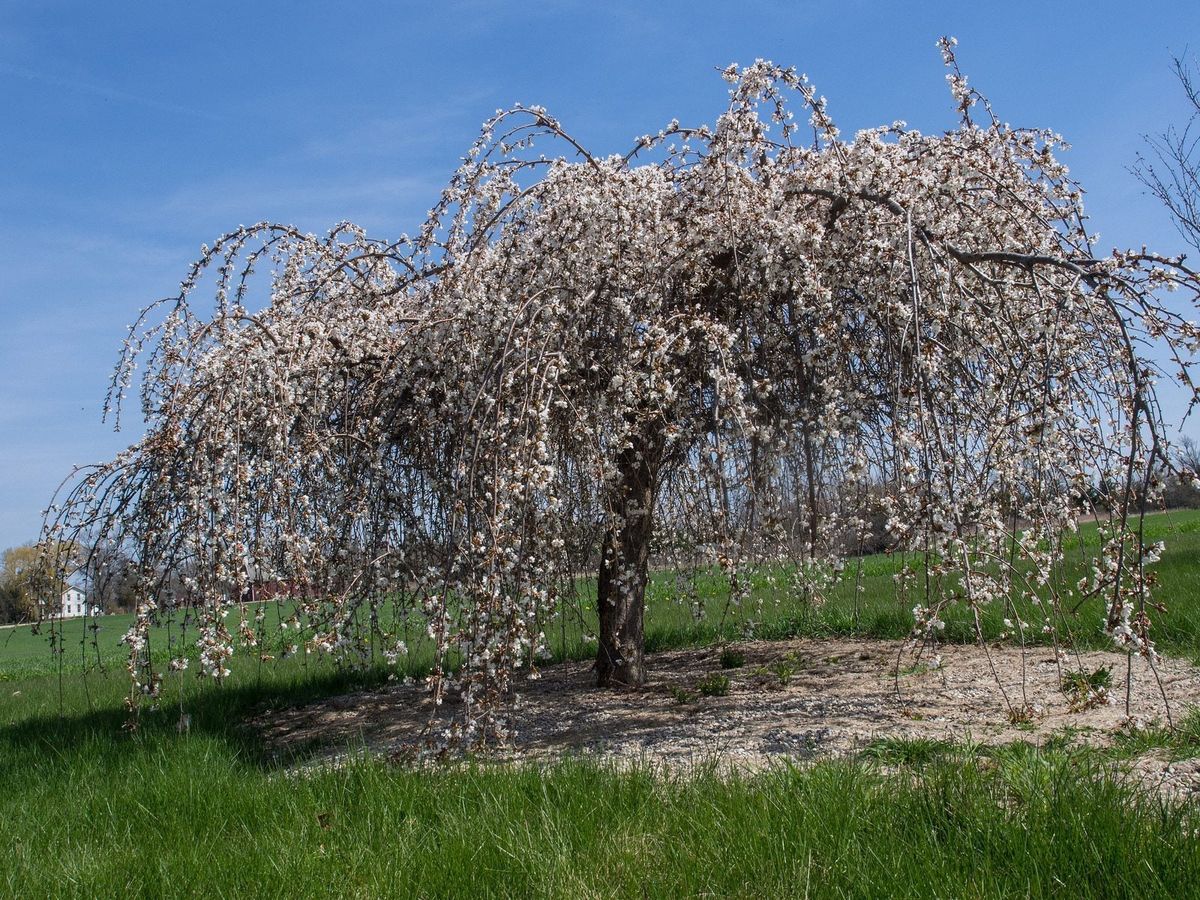 Snow Fountain Weeping Tree Planting Seeds Flower