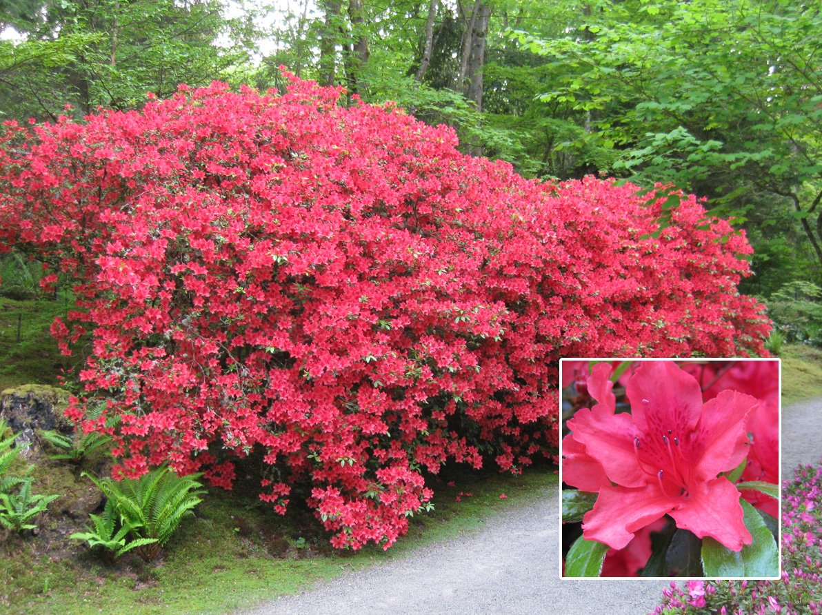 Dark Khaki Azalea Seeds For Unique Planting Flower