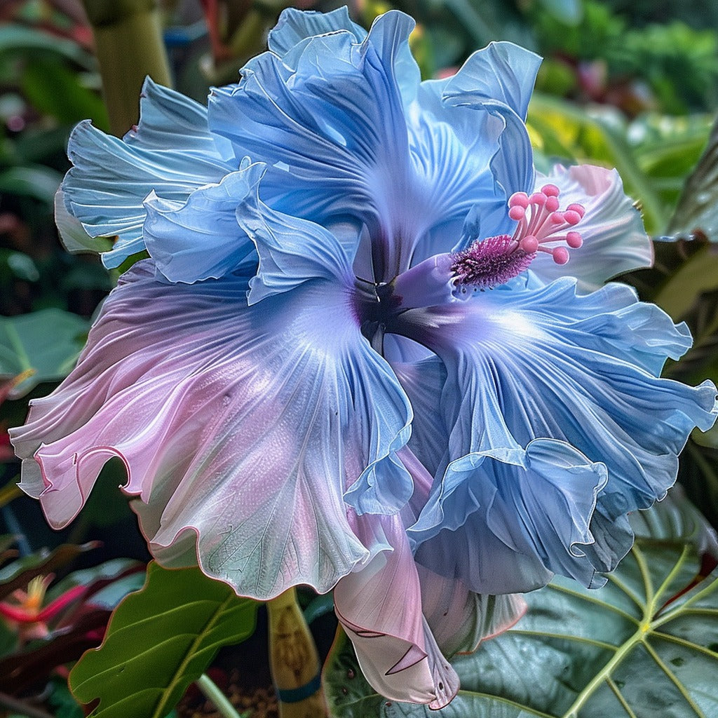 Hibiscus Rainbow Seeds For Planting - Vibrant Blooms In Multiple Colors A Stunning And Graceful