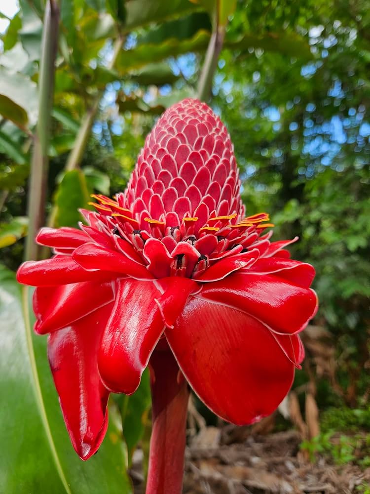 Ornamental Rainbow Torch Ginger plant for gardens