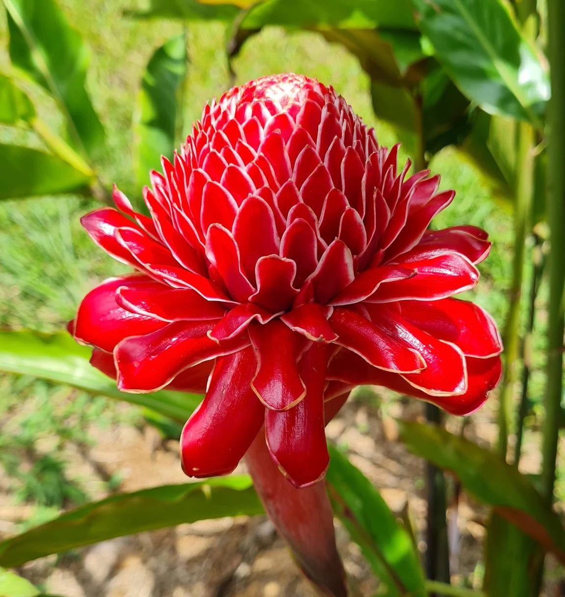 Rainbow Torch Ginger planting seeds