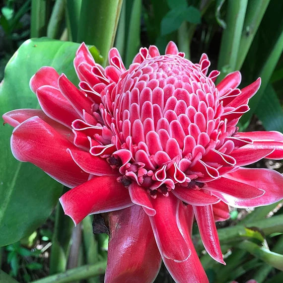 Rainbow Torch Ginger in tropical garden